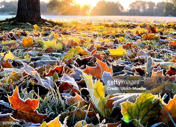 glowing leaves on frosty ground - autumn frost stock pictures, royalty-free photos & images