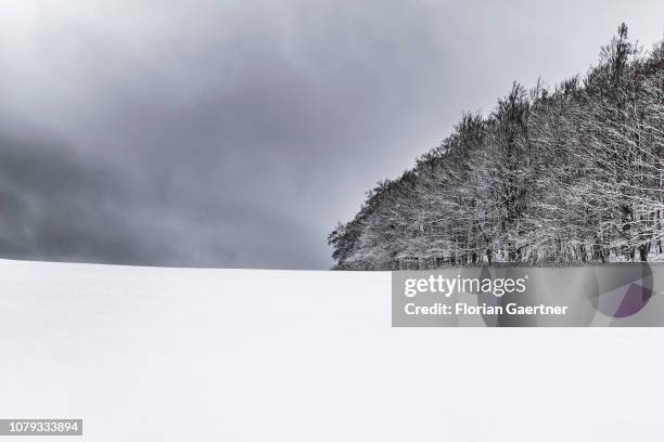 The edge of a forest is pictured near the german-polish-czech border triangle at the Zittauer Mountain on January 02, 2019 in Waltersdorf, Germany.