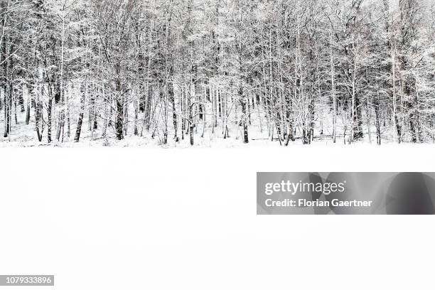 The edge of a forest is pictured near the german-polish-czech border triangle at the Zittauer Mountain on January 02, 2019 in Waltersdorf, Germany.