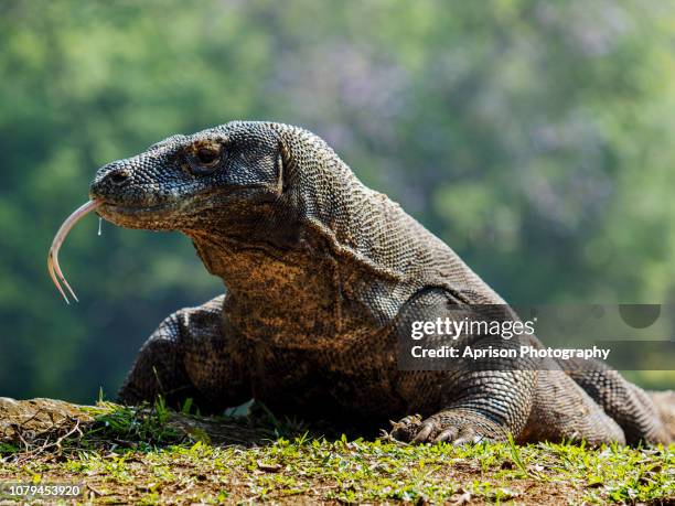 komodo dragon walking around - komodo dragon stock pictures, royalty-free photos & images