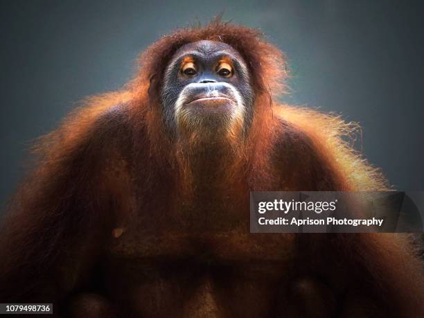 sumatra orang utan looking at camera - orangutan in jakarta stockfoto's en -beelden