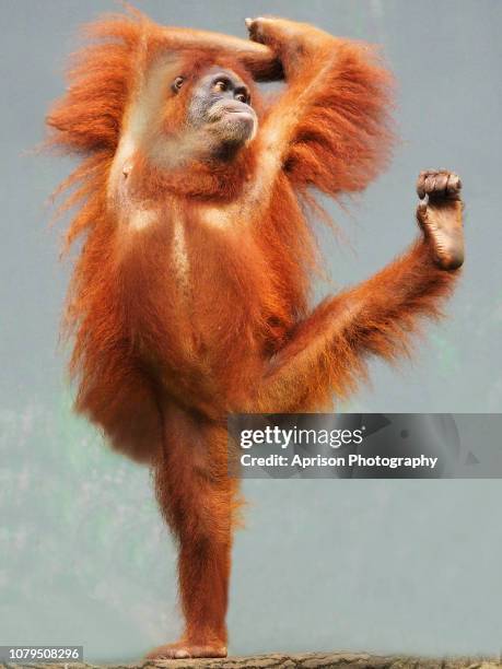 sumatra orang utan showing funny pose - orangutan in jakarta stock pictures, royalty-free photos & images