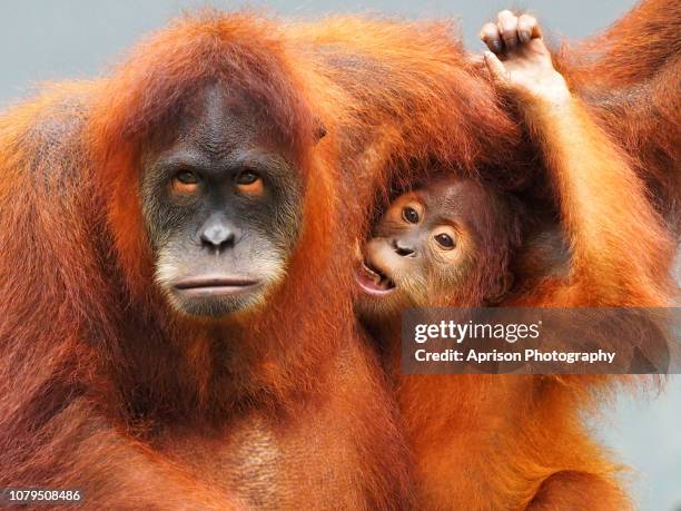 sumatra orang utan looking at camera - orangutan in jakarta stock pictures, royalty-free photos & images