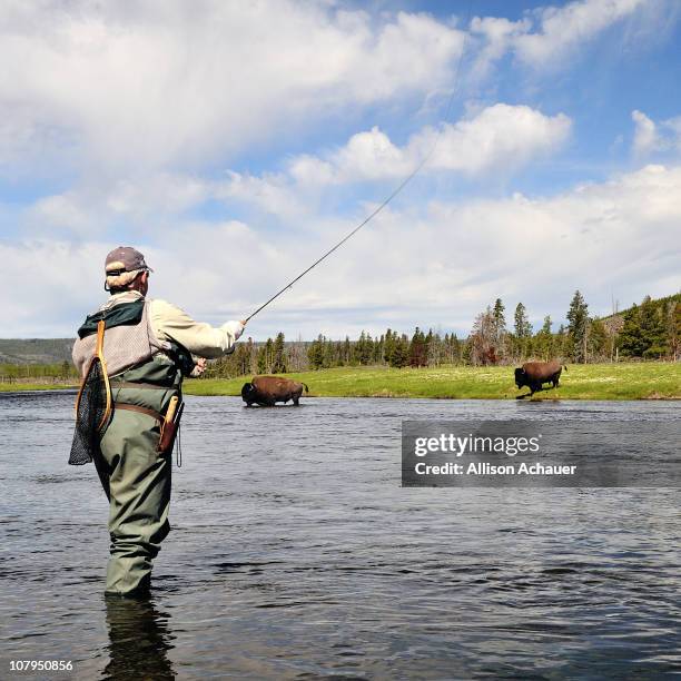 yellowstone fly-fishing with bison - national park stock pictures, royalty-free photos & images