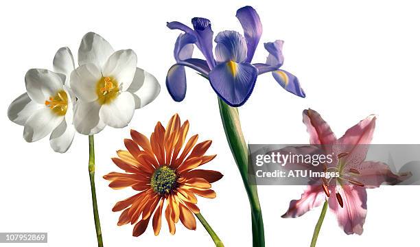 four flowers on white - flowers in a row stock pictures, royalty-free photos & images