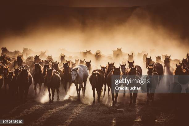 manada de caballos salvajes corriendo en polvo - horses running fotografías e imágenes de stock