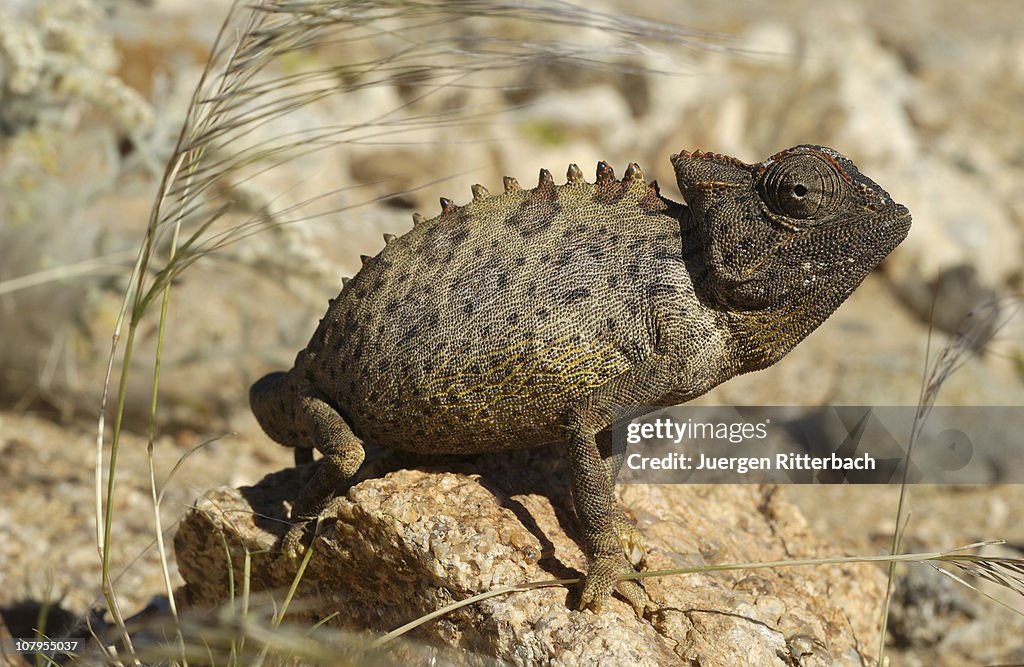Namaqua chameleon, Chamaeleo namaquensis