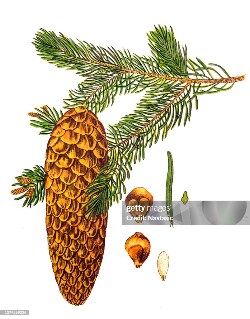 Picea abies (Norway spruce)