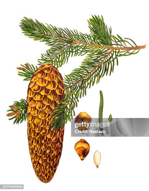 picea abies (norway spruce) - spruce branch stock illustrations