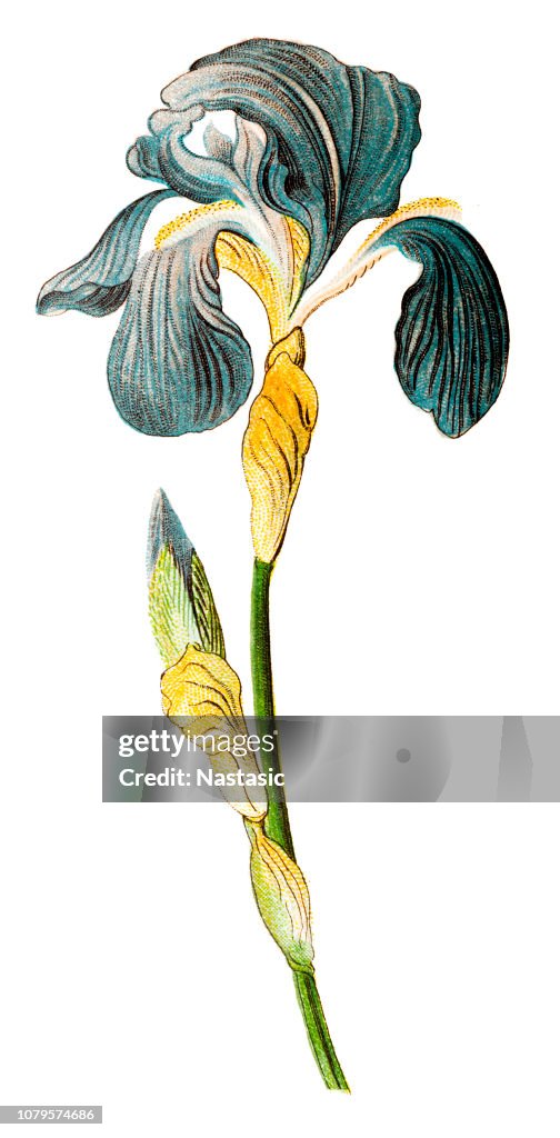 Iris germanica, bearded iris, german iris