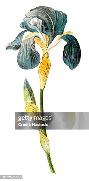 iris germanica, bearded iris, german iris - bearded iris stock illustrations