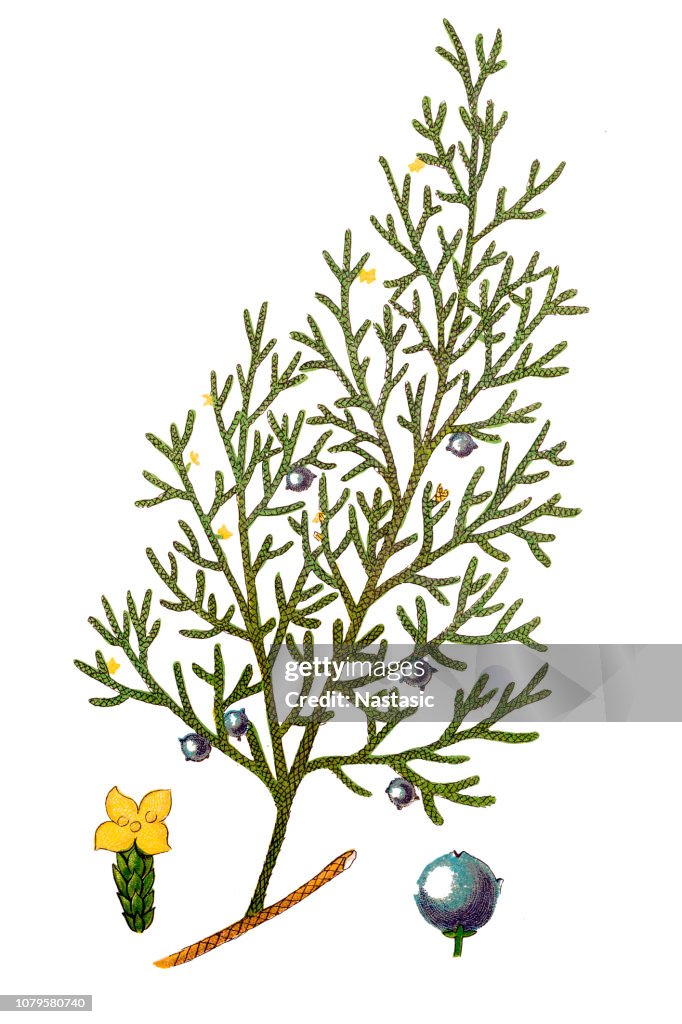 Juniperus sabina, the savin juniper or savin
