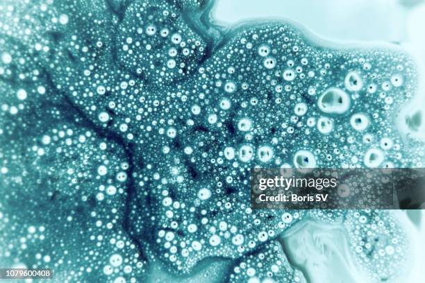 dividing microcosm - cell division stock pictures, royalty-free photos & images