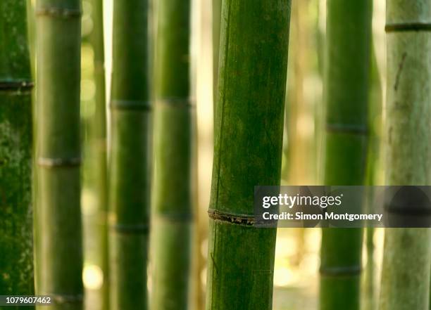 bamboo forest - bamboo stock pictures, royalty-free photos & images