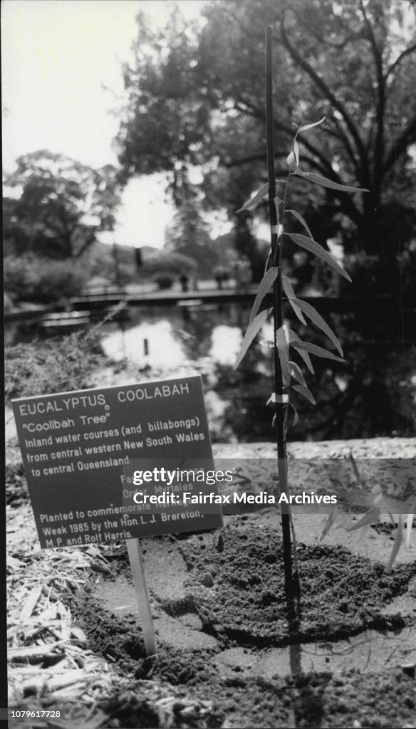 Rolf Harris and Laurie Brereton listen to the Choir sing after planting a Coolabah tree signifying heritage week 1985.