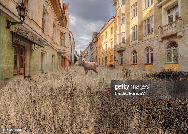 life after people - ghost town photos et images de collection