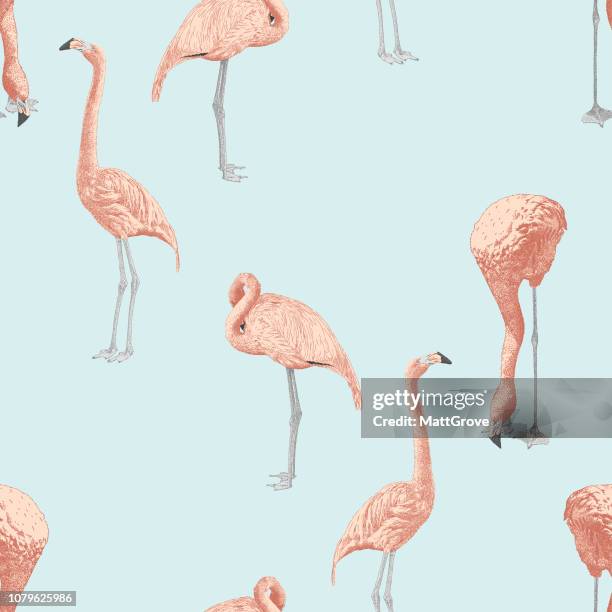 flamingo seamless repeat pattern - flamingo bird stock illustrations
