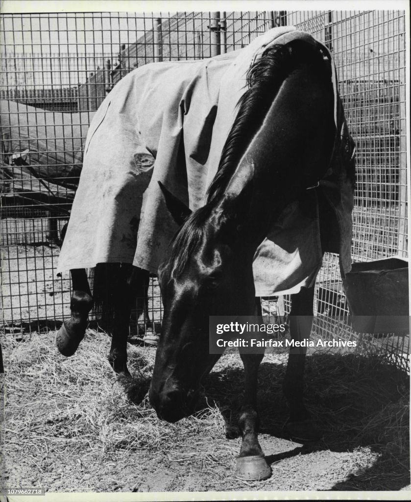 Injured cup runner Shaitan raises his injured leg in Pat Courtney stables at Flemington.