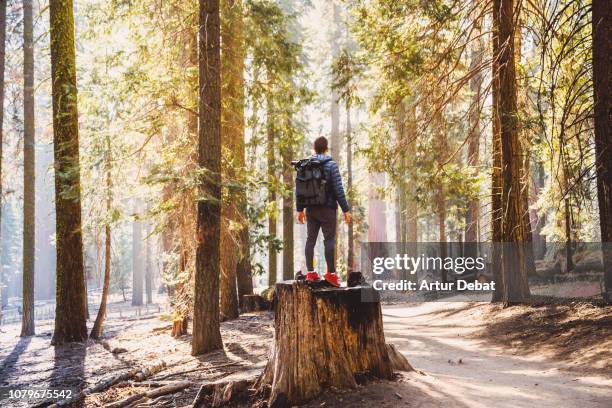 guy with huge trees from mariposa grove in yosemite national park. - grove_(nature) stock-fotos und bilder