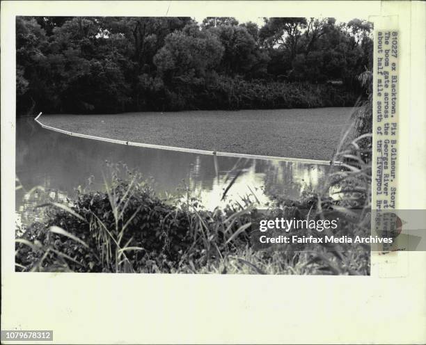 The boom gate across the Georges River at Liverpool about half mile south of Liverpool Bridge.Boom hold back the weed.The CSIRO has imported three...
