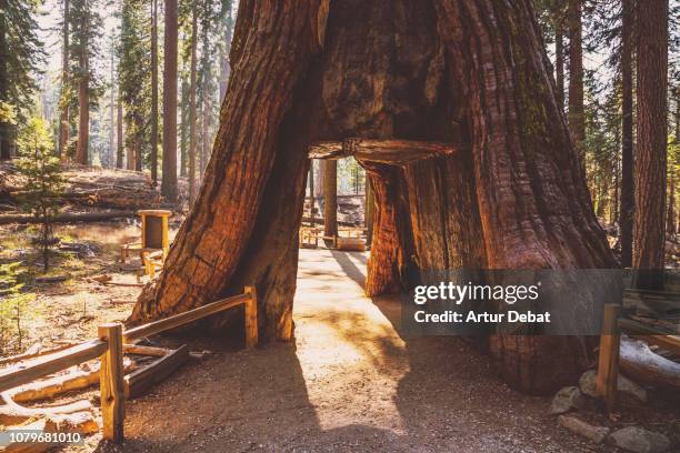 the tunnel tree sequoia from mariposa grove in yosemite national park. - mariposa stock pictures, royalty-free photos & images