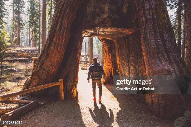 guy crossing tunnel tree sequoia from mariposa grove in yosemite national park. - parque nacional de yosemite - fotografias e filmes do acervo