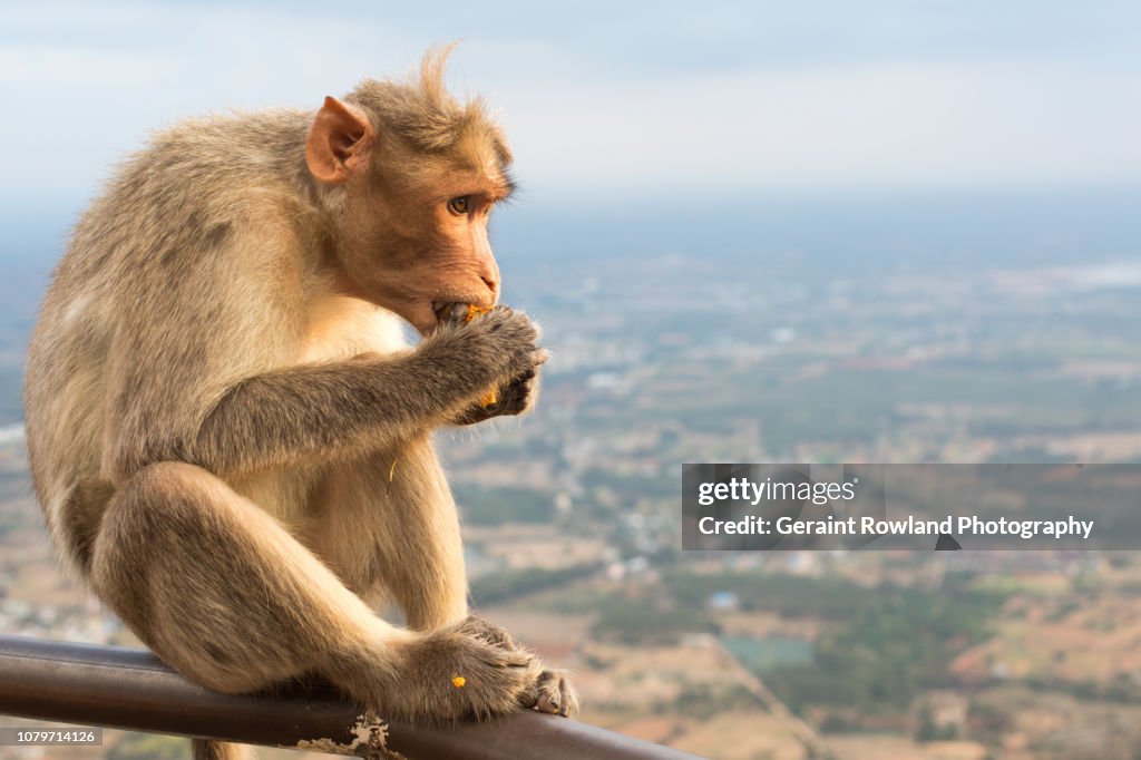 Feeding Monkey on a Hillside in India