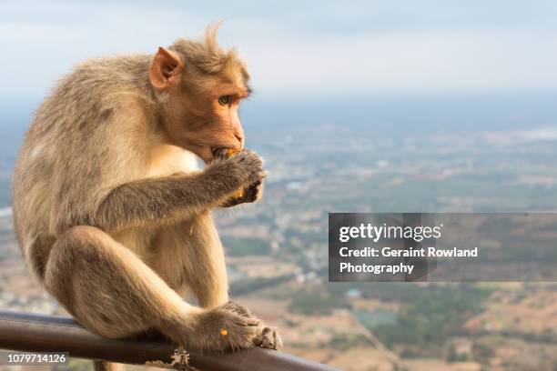 feeding monkey on a hillside in india - bangalore stock pictures, royalty-free photos & images