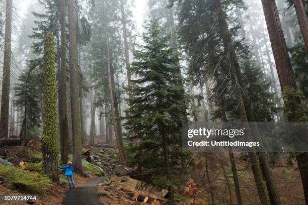 nehmen einen moment mit einer latge tanne weiblich - kings canyon nationalpark stock-fotos und bilder