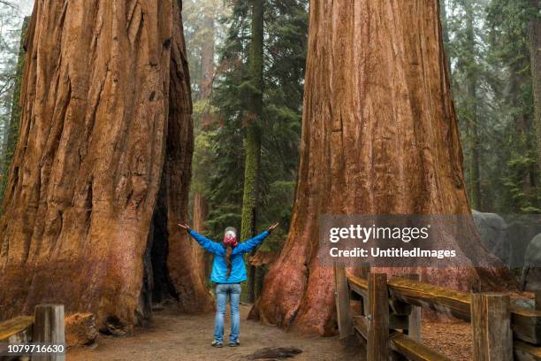 weiblich, umarmen die größe von zwei mammutbäume - giant sequoia stock-fotos und bilder