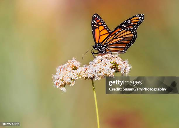 monarch butterfly perched on wildflower - mariposa monarca fotografías e imágenes de stock