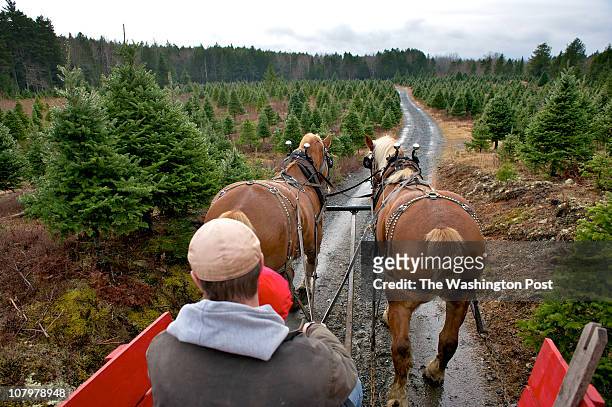 Bridgewater, NS Horse drawn carriage takes visitors for a tour of the Balsam Fir trees at Kevin's U-Cut Christmas Tree lot.
