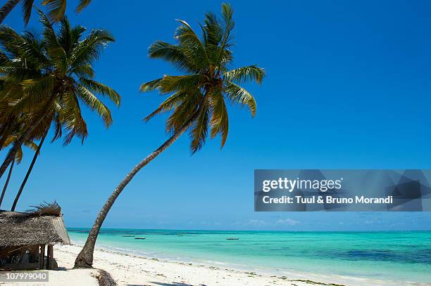 tanzania, zanzibar island, jambiani beach - zanzibar 個照片及圖片檔