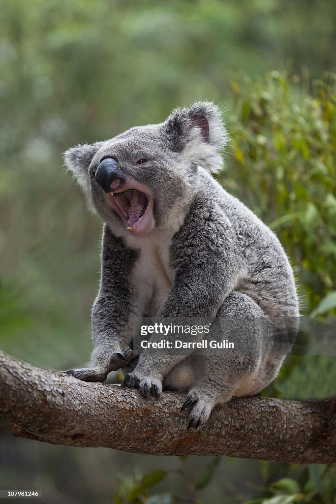 Koala Bear with mouth open