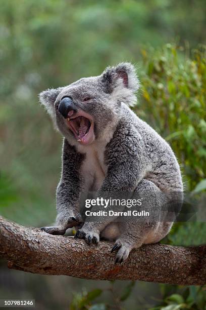 koala bear with mouth open - coala imagens e fotografias de stock