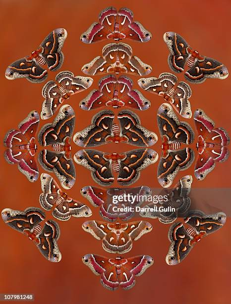 hyalophora silk moths from us in design pattern - papillon de nuit photos et images de collection