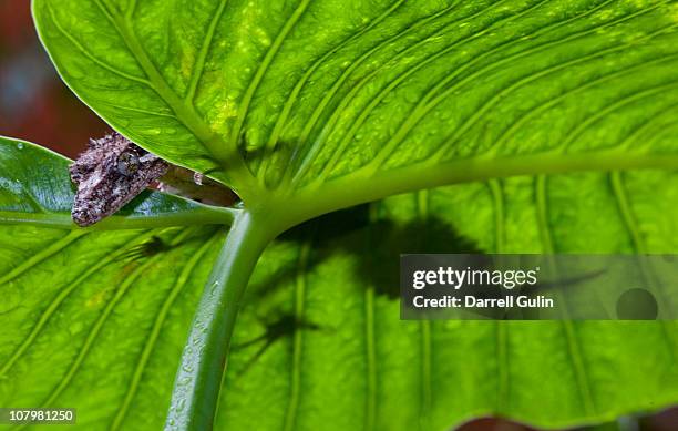 leaf-tailed gecko looking over green leaf - australian gecko stock pictures, royalty-free photos & images