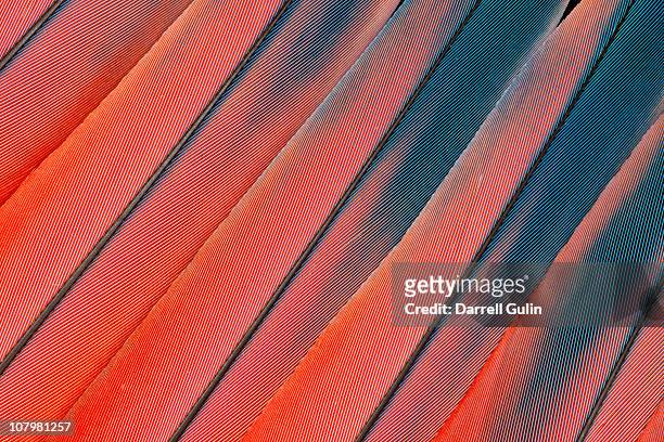 scarlet macaw tail feather pattern - nature pattern foto e immagini stock