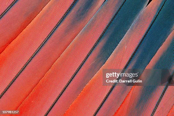 scarlet macaw tail feather pattern - feather stockfoto's en -beelden