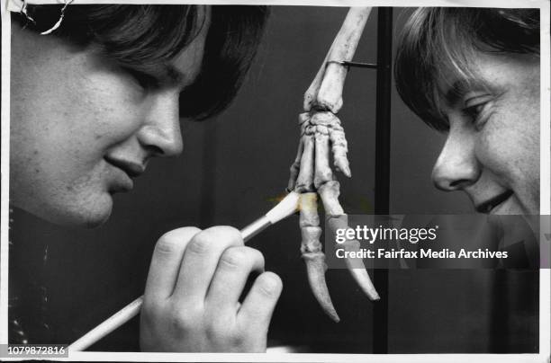 Student Adam Ritchie with Judith Furby examining the lower upper limb of the fossilised remains of the Sthenurus, an extinct Kangaroo, at the...