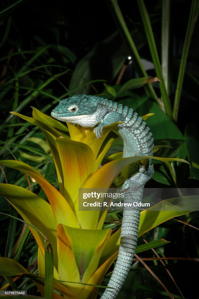 Arboreal alligator lizard