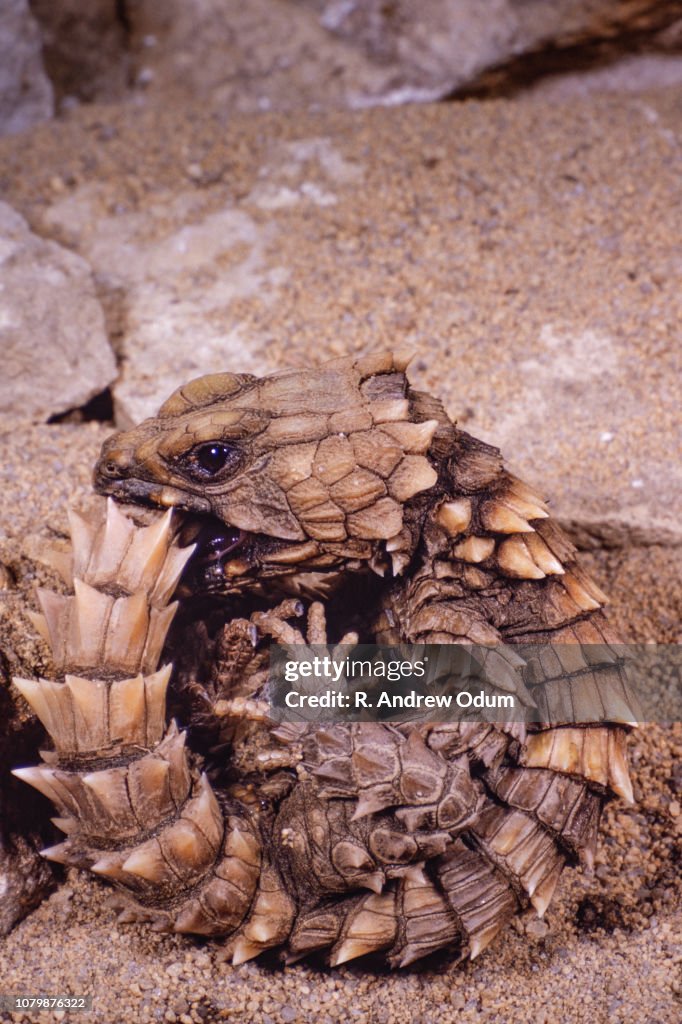 Golden armadillo lizard