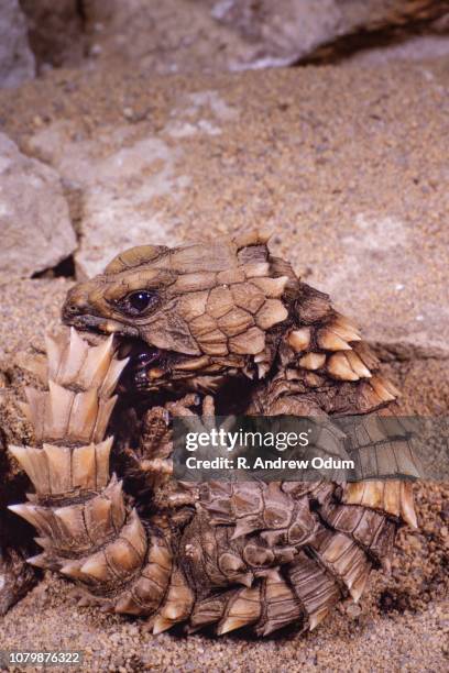 golden armadillo lizard - armadillo lizard stock pictures, royalty-free photos & images
