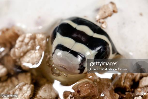 hatching king cobra - cobra stock pictures, royalty-free photos & images