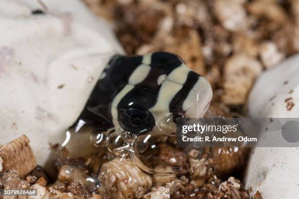hatching king cobra - cobra stock pictures, royalty-free photos & images