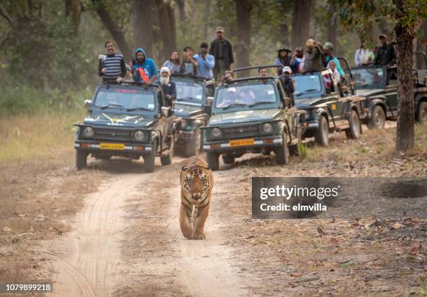 bengal tiger walking along a track in bandhavgarh national park, india - bandhavgarh national park stock pictures, royalty-free photos & images