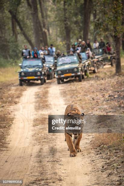 bengal tiger walking along a track in bandhavgarh national park, india - bandhavgarh national park stock pictures, royalty-free photos & images