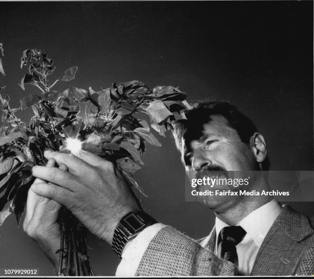 Les Munn, who is the parks and gardens Manager of the North Council with a bunch of the "Kirribilli curse weed".....Parks manager Les Munn with the...