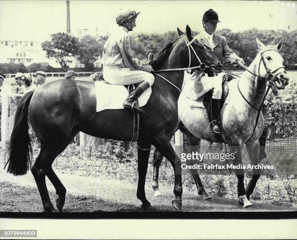 Randwick Races -- Race Two.For Pot Pourri.Honey Queen Trained by T. J. Smith pictured in the enclosure. February 07, 1976. .