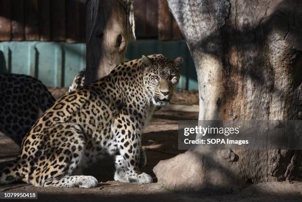 Male Persian leopard seen in his enclosure at Madrid zoo.